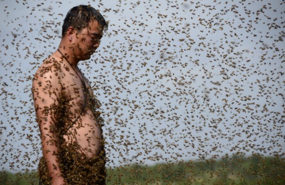 Zhang Wei, un agricultor de abeja de 31 años de edad del condado de Zizhou, está cubierta con un enjambre de abejas. Foto: ChinaFotoPress.