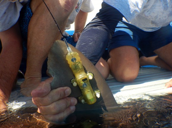 Tag satelital colocado en aleta dorsal de un tiburó. Foto: Mote Marine Lab