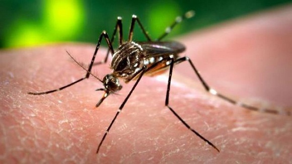 Tras la picadura del mosquito, los síntomas de enfermedad aparecen generalmente después de un periodo de incubación de tres a doce días.