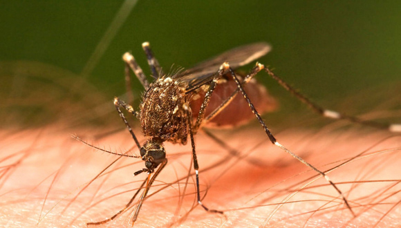 Mosquito Cuba Dengue