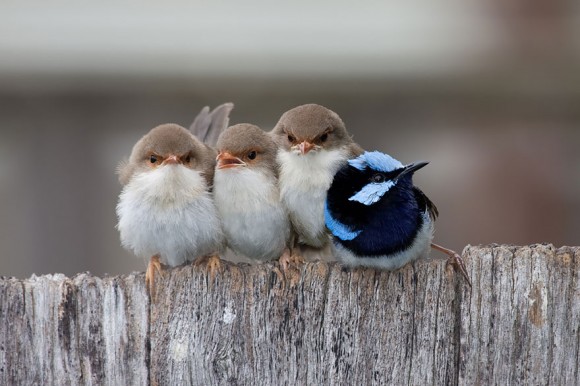 birds-keep-warm-bird-huddles-13__880