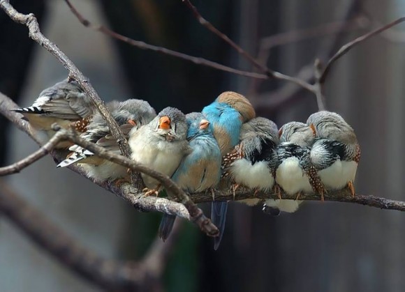 birds-keep-warm-bird-huddles-2__880
