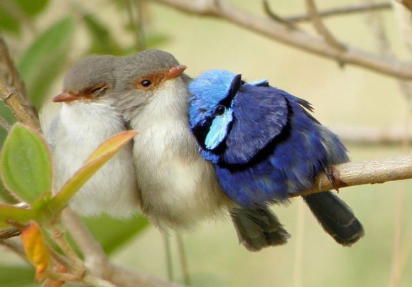 birds-keep-warm-bird-huddles-8__880
