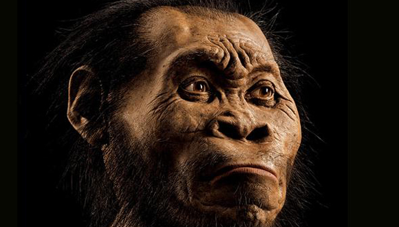 Así debería haber sido el rostro de un Homo naledi. Foto: AP