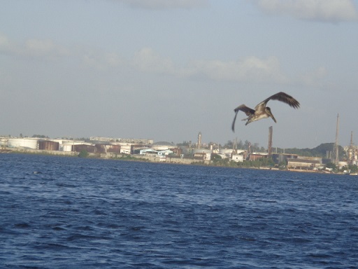 Buscando peces en la  Bahía de La Habana. Foto: Roxana Badosa