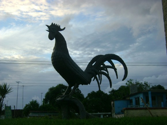 Bello despertar con el gallo de Morón. Foto Iris Moreno Rodríguez, Pinar del Río. / Cubadebate