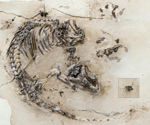 Fósil del nuevo mamífero de 125 millones de años llamado 'Spinolestes xenarthrosus'.