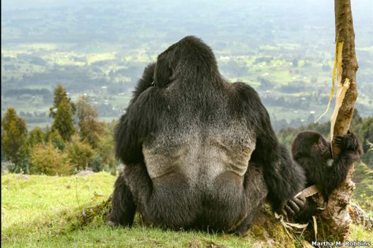 El segundo lugar de la categoría Ciencia Ambiental lo obtuvo Martha M. Robbins, de Alemania, por su foto de un gorila de espaldas. La imagen la captó en el Parque Nacional de Volcanes de Ruanda. Tanto el gorila como su cría estaban masticando corteza de eucalipto.