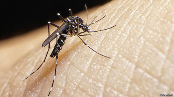 El zika es transmitido por la picadura de un mosquito. Foto: Thinkstock