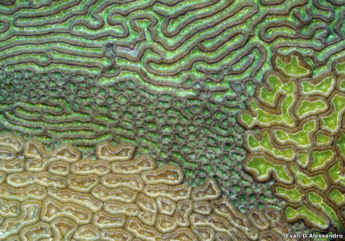 Esta es la foto de Evan D’Alessandro's en la que se observa una única colonia de coral cerebro en el Caribe. Esta imagen compitió en la categoría Ciencia Ambiental.