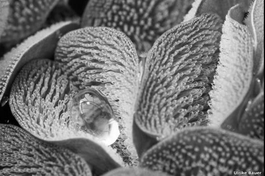 Ulrike Bauer salió vencedor en la categoría de Biología Evolutiva con esta imagen de unas hojas del helecho acuático (Salvinia molesta) cubiertas por una especie de vellos. Este trabajo fue titulado: “Helecho con un traje seco”.