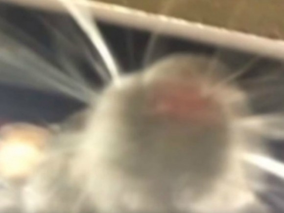 La rata alcanzó a tomarse una selfie con el smartphone de su víctima.