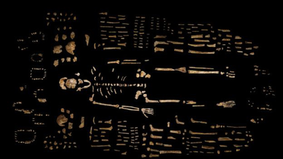 El llamado Homo Nadeli habría vivido hace tres millones de años. Foto: AP.