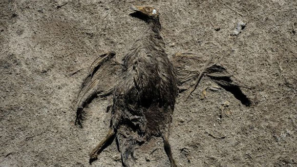 Según algunos activistas, hasta 200 especies animales perecieron o migraron a otros lugares. Foto: Reuters.