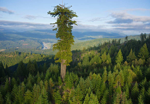 La especie de árbol Hyperión, de la familia de las sequoia, puede superar los 100 metros de altura. Foto: National Geographic.