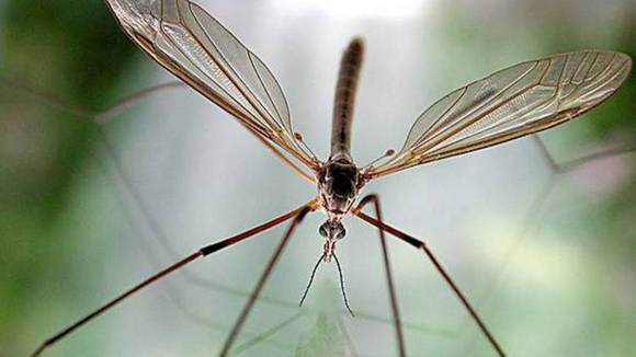 Esta especie de mosquito se creía extinta desde hace 50 años. Foto tomada de Gaming.