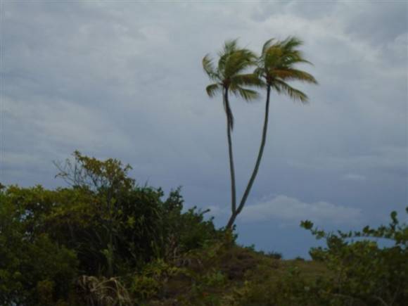 Dos cocoteros en un mismo tronco, en Baracoa, Guantánamo. Foto Ignacio Hernandez Salbat / Cubadebate