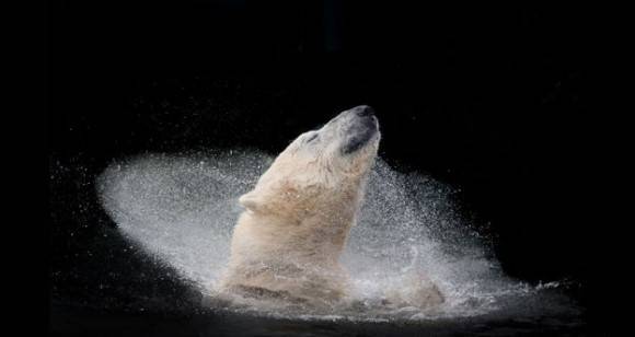Oso polar, de Michaela Smidova, ganó en la categoría Naturaleza Salvaje de la competencia Abierta. Foto: Michaela Simidova.