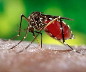 Brasil: Vacuna contra el dengue entra en pruebas finales