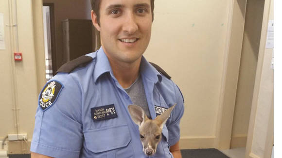 El joven oficial que adoptó a un canguro bebé en Australia. Foto: The West Australian.