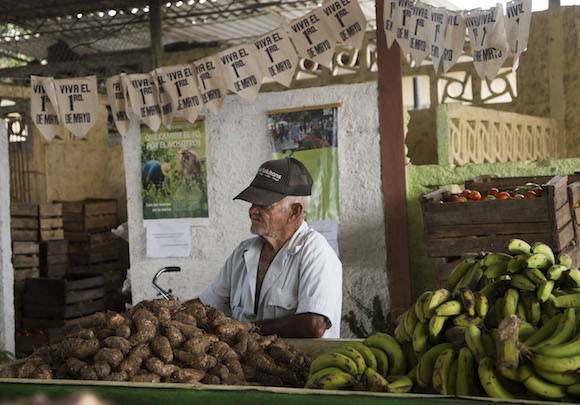 Sancti Spíritus avanza en sus principales indicadores agropecuarios de forma tangible para la elevación del bienestar de sus pobladores. Foto: Ismael Francisco/ Cubadebate