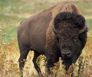 bisonte
