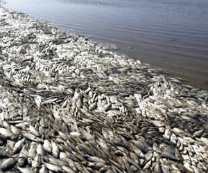 peces contaminación vietnam