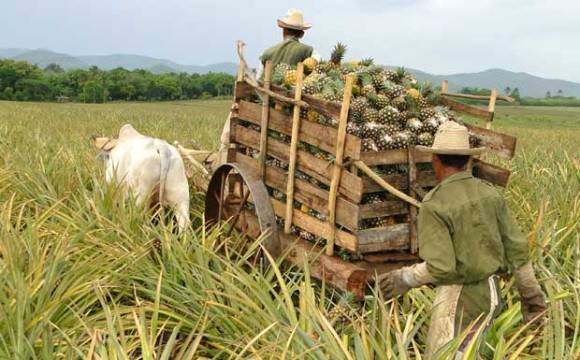 Cultivo de la piña en los campos cubanos. Foto: Archivo.