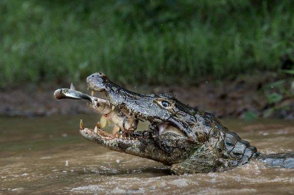 Tomada en el Pantanal brasileño Massimiliano Bencivenni / National Geographic Travel Photographer of the Year Contest