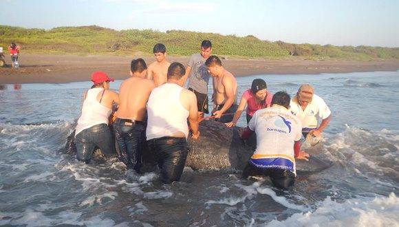 De no poder regresar al mar el cachalote bebé podría morir. Foto: Tortuga Fundación Yépez.