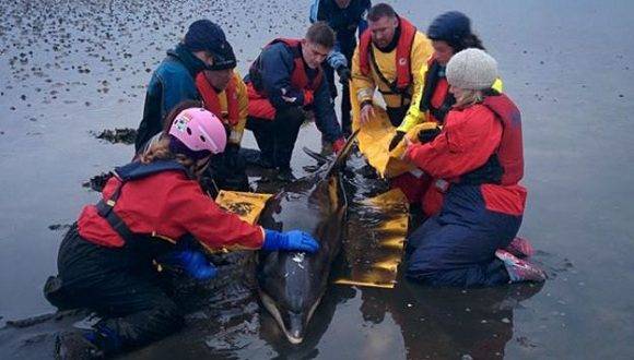 Este grupo de voluntarios logró zalvar al delfín en Escocia. Foto: SMASS.