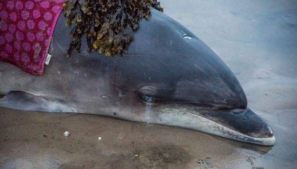 Así lucía el delfin cuando fue hallado varado. Foto: Lorraine Culloch.