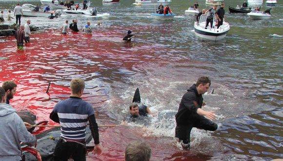 Una tradición sangrienta y que debería desaparecer. Foto: Norðlýsið.