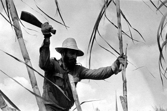 Fidel en el medio de la zafra en 1970. Foto: Gilberto Ante Getty.