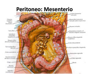 peritoneo-y-cavidad-peritoneal-10-638