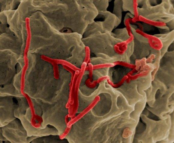 vacuna-contra-ebola-4