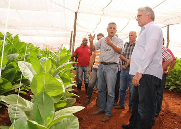 Díaz-Canel visitó una vega de tabaco tapado en la provincia de Artemisa. Foto: Otoniel Márquez/ Granma.