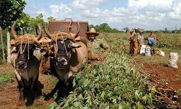 La mayor parte de la suma ha sido destinada a formas productivas del sector agropecuario. Foto: ACN