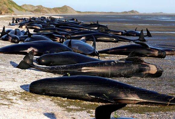 Más de tres centenares de cetáceos murieron en las costas de Nueva Zelanda. Foto: Anthony Phelps/ Reuters.