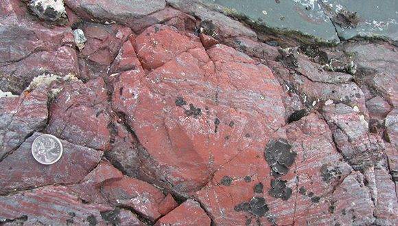 Los expertos descubrieron estos organismos dentro de lava fosilizada. Foto: (Dominic Papineau / University College London)