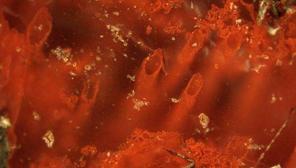 Tubos de hematita en las fumarolas hidrotermales, que representan los microfósiles más antiguos. Foto: EPV.