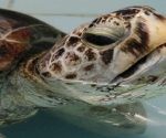 La tortuga verde marina verde puede vivir unos 80 años. | Foto: AP