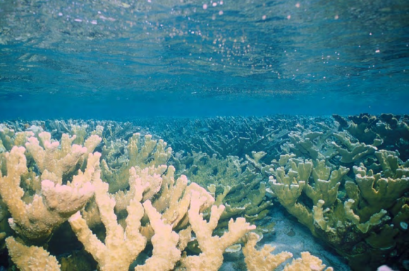 fig-1-cresta-del-arrecife-coralino-nirvana-golfo-de-cazones-cuba-foto-ken-w