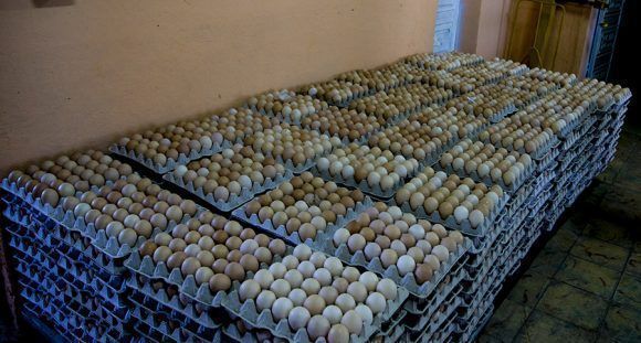 Huevos Criollos en mercadito de la Avicultura, Santa Clara. Foto: Ismael Francisco/Cubadebate.