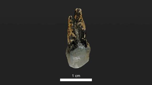 Este molar encontrado en Bulgaria estuvo en la boca de un homínido hace 7,24 millones de años. Foto: Universidad de Tubinga.