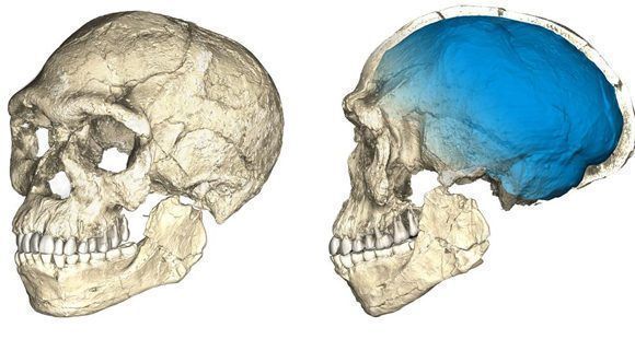 Reconstrucción del cráneo de los primeros Homo sapiens a partir de fósiles de hace 315.000 años hallados en el yacimiento de Jebel Irhoud. Foto: MPI EVA Leipzig.