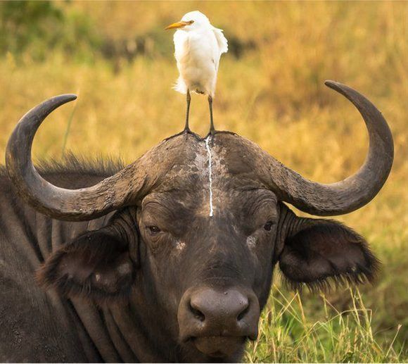 Al menos no le cayó en el ojo... La imagen del búfalo y el ave fue captadas en el Parque Nacional Meru, en Kenia. Foto: Tom Stables/ CPWA.