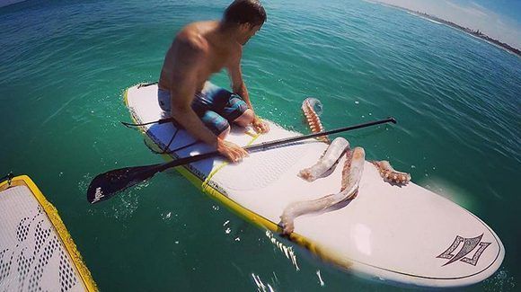 Un calamar gigante sorprende a un surfista en Sudáfrica. Foto: @cristinafva/ Instagram.