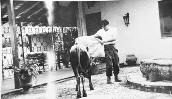 El Che toreando ante un noble torete en “casa del americano” en San Andrés, Pinar del Río.