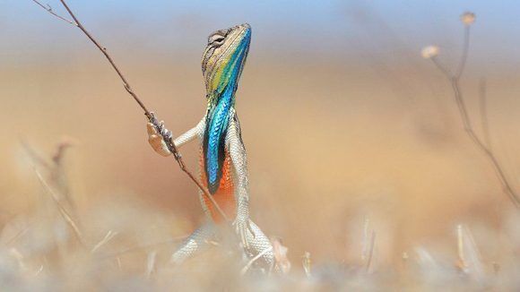 Orgulloso con su rama cual guerrero con su lanza. La foto de este reptil fue tomada por Anup Deodhar. Foto: Anup Deodhar/ CPWA. 
